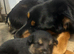 Belgian Malinois puppy's