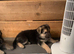 Straight Backed German Shepherd Puppies