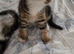 Kittens for Sale