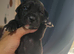 Beautiful American p bully x presa canario pups