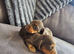 Mini long hair dachshund pups
