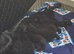 Russian Blue × tuxedo
