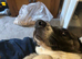 Big beautiful girl needs rehoming