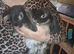 Mini Lop Females