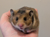 Pedigree hamsters.