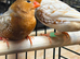 Young zebra finches for sale