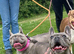 Frenchyxpocketbully