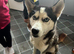 Siberian husky male for stud