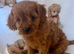 Cavapoo pups ready to leave 20th August