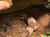 2 Fat tail Geckos sale