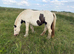 12.2/3hh 6 year old cob mare