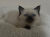 Ragdoll Kittens