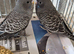 Black faced / winged budgie