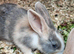 Gorgeous Lop Mix Baby Rabbits Looking for Loving Homes