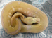 Pastel Batman female proven