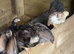 Banty chicks
