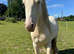 Cremello hermits bred colt