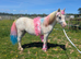 Stunning yearling filly