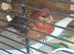 Red black canaries