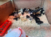 Day old chicks mix of breeds