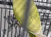 Beautiful baby ringneck talking parrot