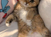 British shorthair chinchilla kitten