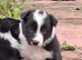 Gorgeous collie pups for sale