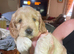Gorgeous f2 cockapoo puppies