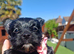 Ready go new homes! Rare Black Yorkshire Terrier