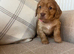 Outstanding KC registered cocker spaniels