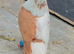 Afghani pigeons