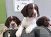 Ready now KC English Springer Spaniel