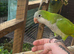 tammed talking pair