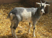 1 Pygmy goat kid for sale