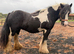 Super heavy weight mare