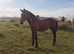 Yearling sports type colt