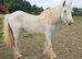 Friendly blue filly