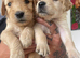 Gorgeous Goldendoodle puppy’s