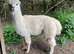Alpacas for sale