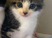 Mixed breed kittens