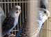 Black wings budgies