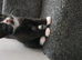 Gorgeous kittens for sale