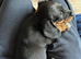 Two beautiful Black and Tan min Dachshunds