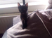 Kitten looking for ever home