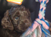 Beautiful cockapoo puppies
