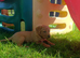 Stunning KC reg Labradoor puppies for sale