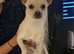 Chihuahuas