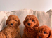 Last 3 beautifulCAVAPOOS GIRLS ONLY