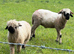 Black Nose Valais Ram and whether