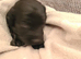 Doxiepoo Girl Puppies